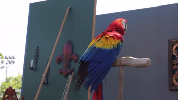 2023 Visalia California Feria Del Renacimiento Espectáculo Parrot — Vídeos de Stock