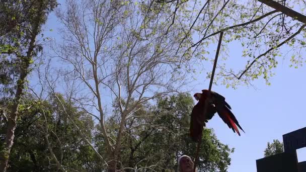 2023 Visalia Kalifornia Renesans Parrot Show — Wideo stockowe