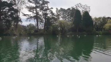 2-5-2023: San Francisco, California: Golden Gate Park 'taki Stow Gölü' nde kürek çekmek