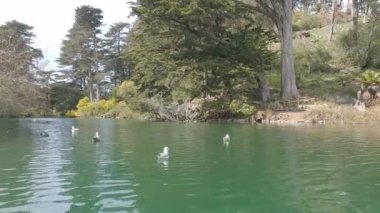 2-5-2023: San Francisco, California: Golden Gate Park 'taki Stow Gölü' nde kürek çekmek