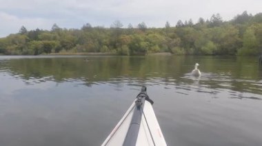 4-10-2023: Santa Rosa, California: Yüzen bahar gölü ve Howarth Gölü