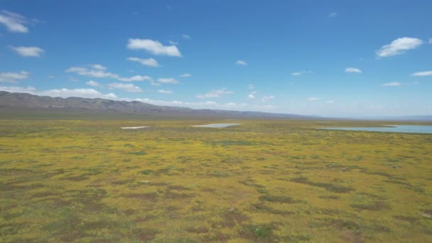 Terbang Atas Dataran Carizzo Selama Superbloom Bunga Liar — Stok Video