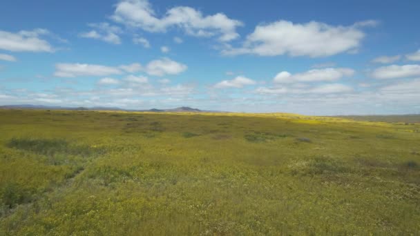 Voando Sobre Planícies Carizzo Durante Superflor Flores Silvestres — Vídeo de Stock