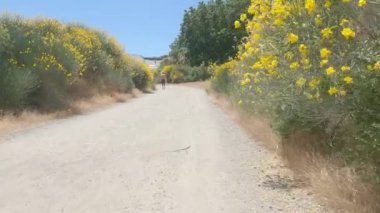 8-15-2022: Los Gatos, California: Vasona Gölü 'nden Lexington Barajı' na kadar Los Gatos Creek yolu