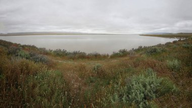 Carrizo sade ulusal anıt ve Soda Gölü 'ndeki kır çiçeklerinin fotoğrafı.