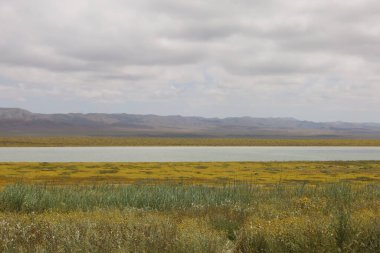 Carrizo sade ulusal anıt ve Soda Gölü 'ndeki kır çiçeklerinin fotoğrafı.