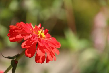 Fotoğraf: Elizabeth Gamble Gardens Palo Alto California