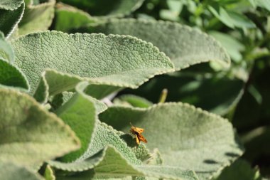 Elizabeth Gamble Gardens Palo Alto California 'da bir çiçekte kelebeğin fotoğrafı.