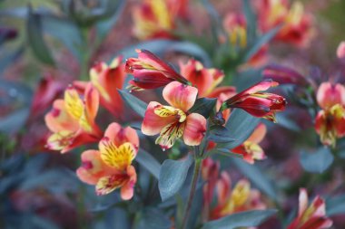 Elizabeth Gamble Gardens Palo Alto California 'da bir çiçekte Bee' nin fotoğrafı.