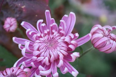 Fotoğraf: Elizabeth Gamble Gardens Palo Alto California