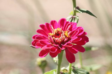 Fotoğraf: Elizabeth Gamble Gardens Palo Alto California