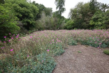 San Francisco botanik bahçelerinde doğa ve çiçekler Kaliforniya