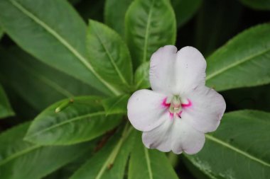 San Francisco botanik bahçelerinde doğa ve çiçekler Kaliforniya