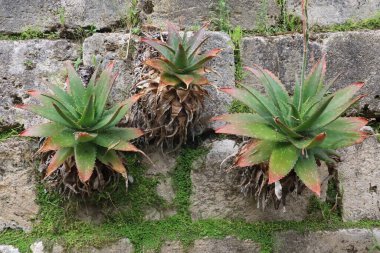 San Francisco botanik bahçelerinde doğa ve çiçekler Kaliforniya