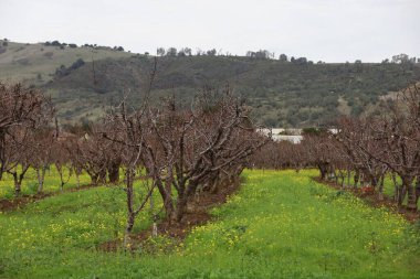 Photo of orchard farms in winter in Hollister California clipart