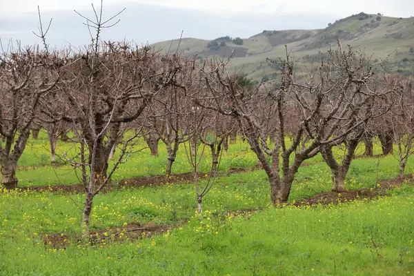 Hollister California 'da kışın meyve bahçesi çiftliklerinin fotoğrafı