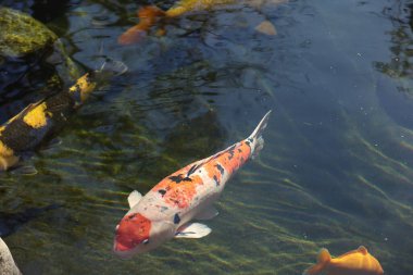 1-2-2024: San Diego, California, ABD: Japon Bahçelerinde Koi balığı, Balboa Parkı, San Diego, Kaliforniya, ABD