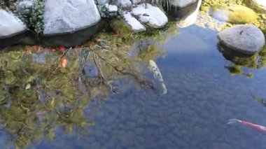 Koi balığı Balboa parkındaki Japon bahçelerinde, San Diego, California, ABD