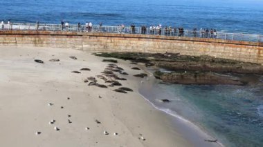Fok ve Deniz Aslanları La Jolla, Kaliforniya sahilinde, ABD