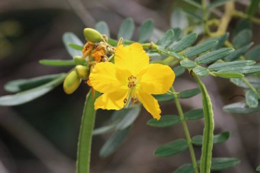 San Francisco botanik bahçelerinde doğa ve çiçekler Kaliforniya