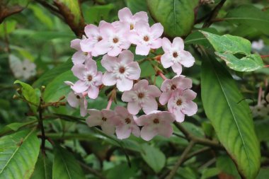 San Francisco botanik bahçelerinde doğa ve çiçekler Kaliforniya