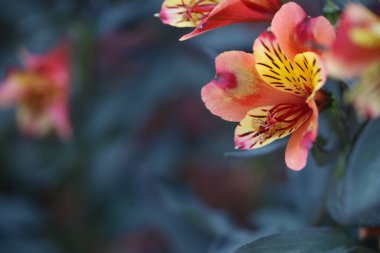 Fotoğraf: Elizabeth Gamble Gardens Palo Alto California