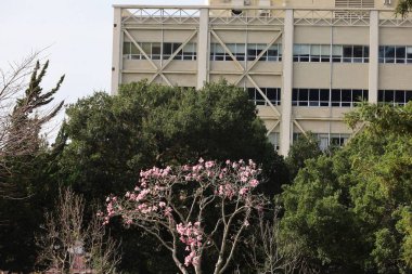 1-8-2023: Berkeley, Kaliforniya, ABD: Berkeley Kampüsü Califfornia Üniversitesi