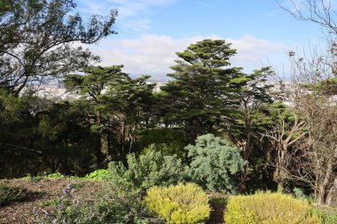 1-30-2024: San Francisco, California: Buena Vista Parkı 'nda Doğa