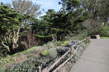 1-30-2024: San Francisco, California: Buena Vista Parkı 'nda Doğa