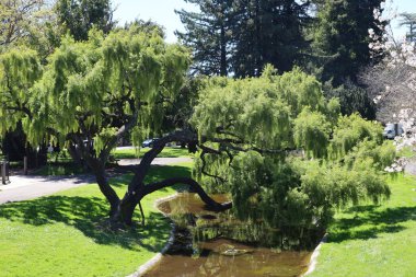 4-9-2024: Santa Rosa, California: Luther Burbank park ve binası, Santa Rosa, Kaliforniya, ABD