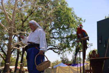 4-15-2023: Visalia, California: Dönem kostümlü insanlar Rönesans Fuarında papağan gösterisi yapıyorlar