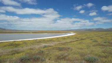 Carizzo düzlüklerinde, Kaliforniya 'da kır çiçeklerinin üzerinde uçuyor.,