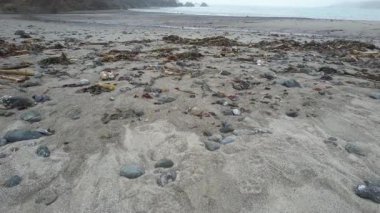 Mendocino, California, ABD 'deki plajların, uçurumların ve okyanusların üzerinden uçuyor.