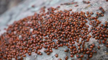 Pinnacles Ulusal Parkı 'na uğur böceği göçü, Kaliforniya, ABD