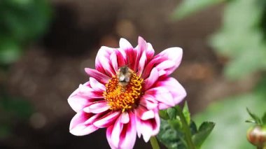 7-5-2025: Victoria, Vancouver Adası, British Columbia, Kanada: Butchart bahçelerindeki arılar