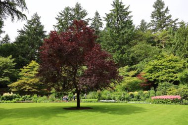 7-5-2025: Victoria, British Columbia, Kanada: Buchart Gardens