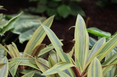 Victoria çiçek bahçesinde böcekler ve çiçekler, Britanya Kolumbiyası, Kanada