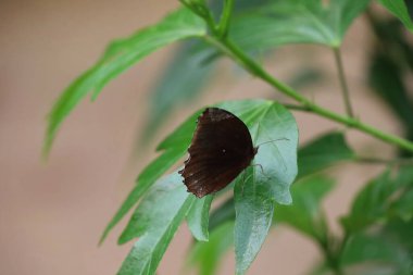 Victoria çiçek bahçesinde böcekler ve çiçekler, Britanya Kolumbiyası, Kanada