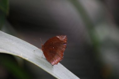 Victoria çiçek bahçesinde böcekler ve çiçekler, Britanya Kolumbiyası, Kanada