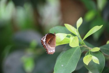 Victoria çiçek bahçesinde böcekler ve çiçekler, Britanya Kolumbiyası, Kanada