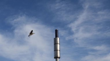 Martı açık beyaz bulutlarla mavi gökyüzünün önündeki sokak lambasında oturur. Larus, Gull, deniz kuşu, deniz kuşu Barcelona sahilindeki sokak fenerinden uzağa uçar. Kopyalama alanı olan deniz arkaplanı