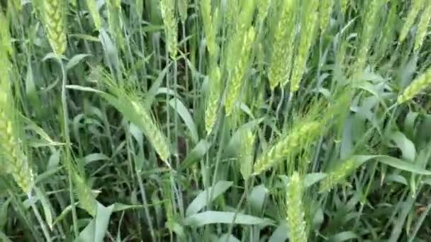 乌克兰田里成熟小麦的耳朵是通过谷物协议有机种植的 乌克兰稻田绿地 战争造成的粮食饥饿威胁 农业景观滚动视图 — 图库视频影像