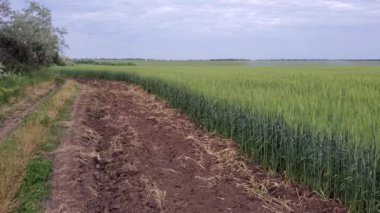 Ukrayna 'da tahıl anlaşmasıyla büyüyen ve olgunlaşan buğday tarlalarının olduğu toprak kıyısındaki kırsal yol. Ukrayna tarım arazilerinin yeşil buğdayları. Savaş yüzünden tahıl açlığı tehdidi. Tarım manzarası manzarası