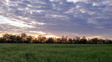 Ukrayna 'daki kış arpa tarlalarının tarım manzarası. Gün batımından kış arpa tarlasına uzanan yeşil yemyeşil arpa kulakları. Ukrayna 'daki savaştan kaynaklanan tahıl krizi