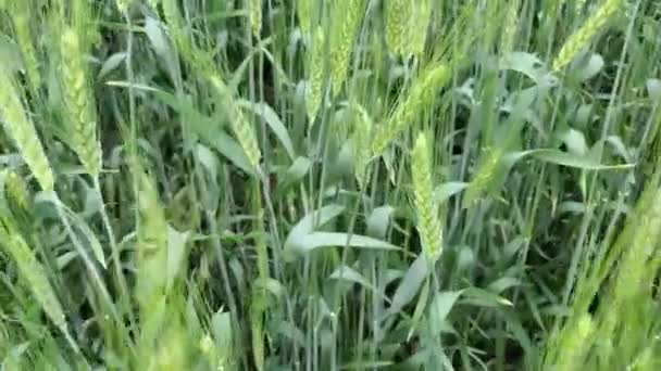 Detailní Uši Zrání Pšenice Poli Ukrajině Ekologického Zemědělství Kamera Projíždí — Stock video