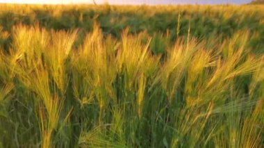 Arpa tarlasının gün batımında Ukrayna 'daki yemyeşil altın arpa kulakları. Olgunlaşmış arpa tarlasından günbatımı gökyüzüne ufuk çizgisinde. Tarım arazisi. Ukrayna 'daki savaştan kaynaklanan tahıl krizi