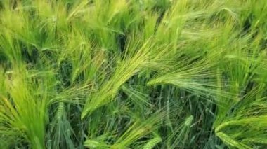 Ukrayna 'da organik tarım alanında olgunlaşan arpaların yeşil kulakları. Ukrayna tahıl tarlalarının verimli arpa tarlaları üzerinde hareket eden kamera. Savaş yüzünden tahıl açlığı tehdidi. Tarımsal yuvarlanan görünüm