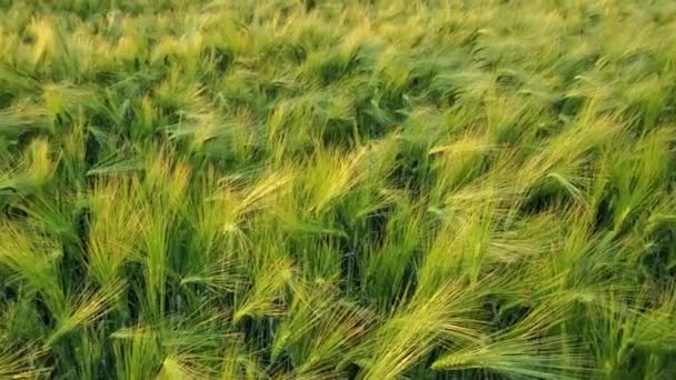 Blurry Oreilles Luxuriantes Blé Mûrissant Champ Ukraine Agriculture Biologique Contexte — Video