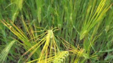Ukrayna 'nın organik tarım alanındaki olgunlaşan arpa ve tarla bölgelerine odaklanın. Gün batımında Ukrayna tahıl tarlalarının yeşil arpa tarlasında hareket eden kamera. Tarım yelkeni görünümü