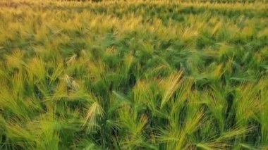 Pan view arpa tarlası manzarası Ukrayna 'daki yemyeşil altın arpa kulakları. Olgunlaşmış arpa tarlası panoramik manzarası. Tarım arazisi tarım arazisi